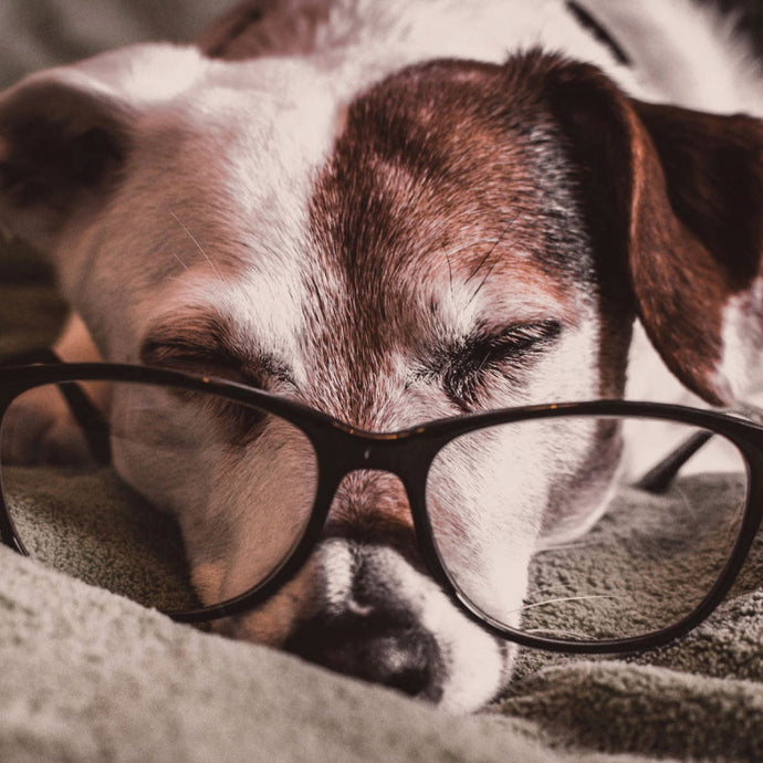 10 of the Smartest Breeds of Dogs