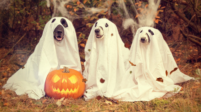 Costumed Canines – How to Safely Dress Up Your Pup for Halloween