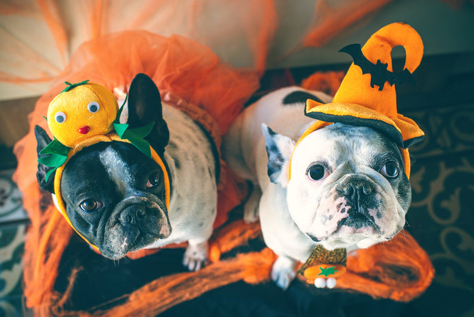 Treats over Tricks: Keeping Your Dog Safe this Halloween
