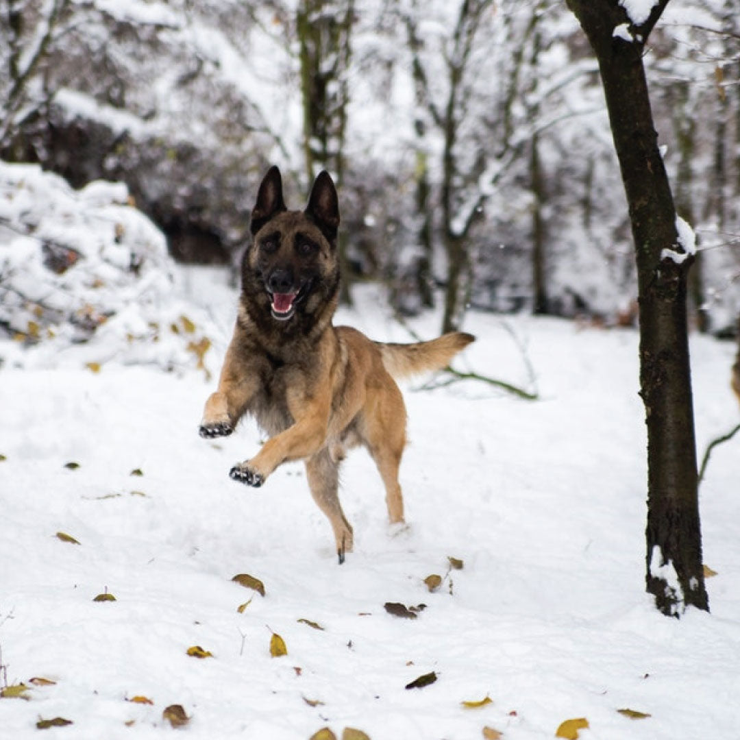 6-facts-about-police-dogs-genuine-naturals