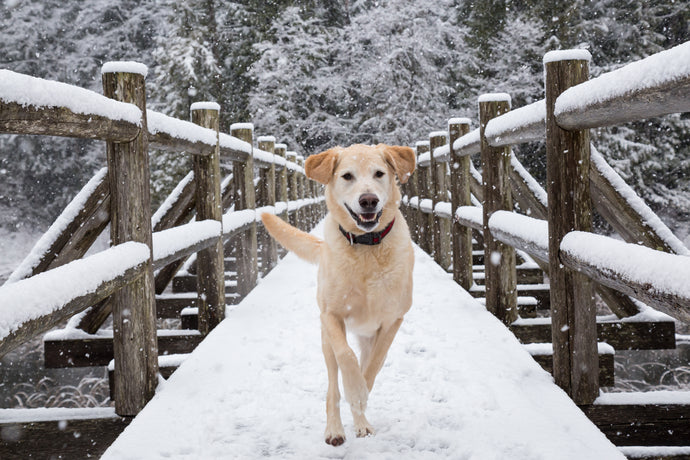 Keep Your Canine Cozy This Winter