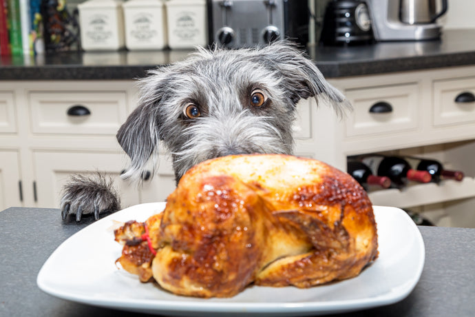 Thanksgiving and Your Pup