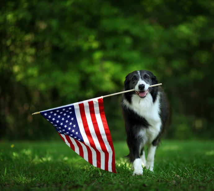 How to Safely Celebrate Freedom with Your Dog