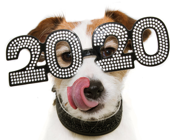 New Year’s Resolutions for Your Dog