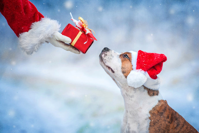 What to Gift Your Dog for Christmas